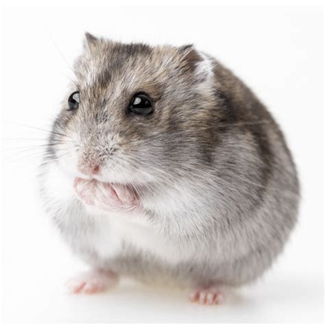 Hamsters For Sale Dwarf Djungarian Hamsters For Sale Petco