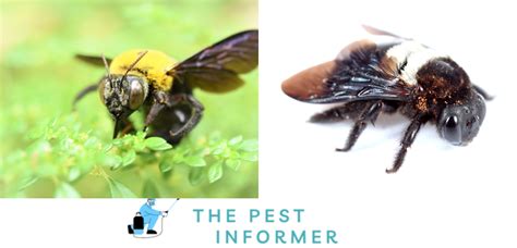 Types Of Carpenter Bees Species Identification The Pest Informer