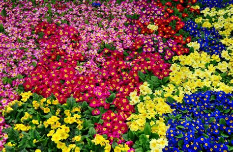 Wallpaper Primrose Flowers Bright Colorful Many 2500x1640