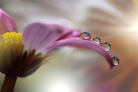 Pin By Kathy Boyd On Fotografias Water Droplets Photography Water