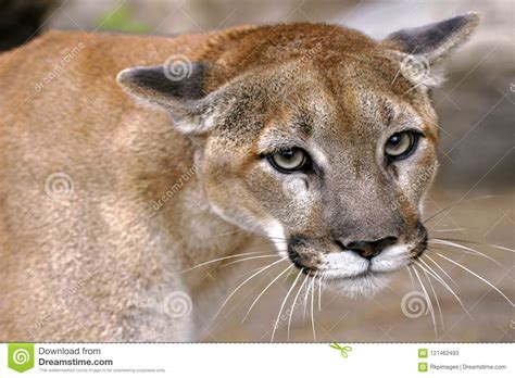 Cougar Eyes Portrait Of Mountain Lion Close Up Stock