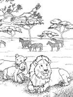 Coloriage Lion sur Top Coloriages  Coloriages lion