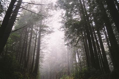 Foggy Redwoods Along The Panoramic Highway Near San Francisco