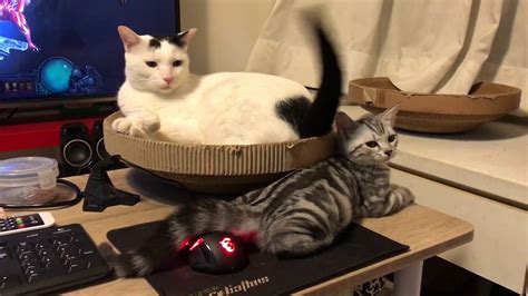 .but the way there is full of little incidents waiting to happen. Cat annoys kitten with tail - YouTube