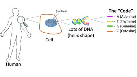 Cells And Dna Simple Science Lesson Instruction On Code