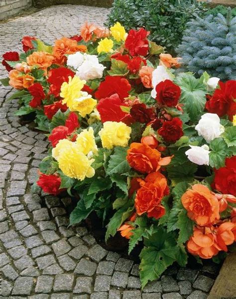 Check spelling or type a new query. Cat friendly plants - how to keep your home pet safe?
