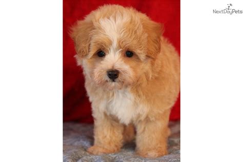 If you are looking for puppies for sale or particular stud dog in. Malti Poo - Maltipoo puppy for sale near Tulsa, Oklahoma ...
