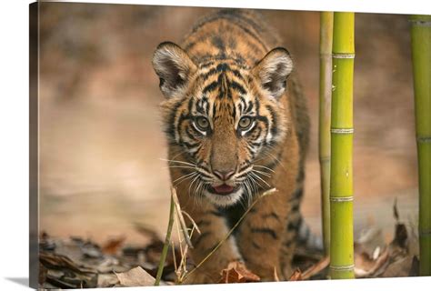 A Critically Endangered Sumatran Tiger Cub Panthera Tigris Sumatrae