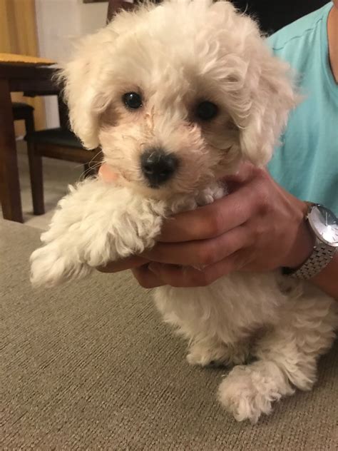 Cambeas bichon frise puppies available for sale in clearwater florida. Bichon Frise Puppies For Sale | Montclair, CA #298884