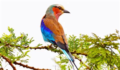5 Days Bird Watching Safari In Rwanda Rwanda Birding Tour