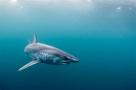 Shortfin Mako Shark Save Our Seas Foundation