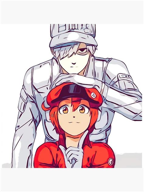 Hataraku Saibou Cells At Work Poster For Sale By Cherylkato Redbubble