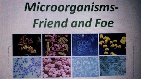 Microorganisms Friend And Foe Part 1 Class 8 Science Chapter 2