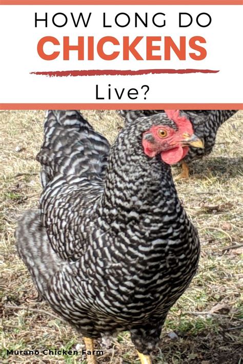 How big does an ameraucana rooster get as an adult? How long do chickens live? | Chicken livers, Backyard ...