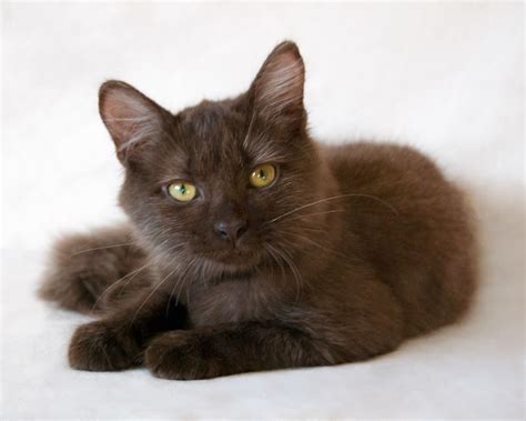 Before being officially named tonkinese, these cats were referred to as golden siamese cats. Adopt GiGi on | Beautiful cats, Long haired cats, Cats