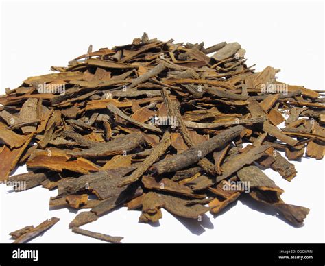 True Cinnamon Tree Hi Res Stock Photography And Images Alamy