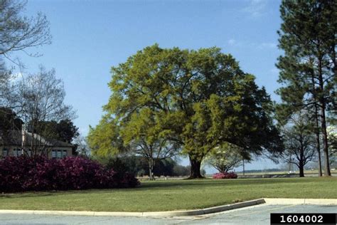 Darlington Oak Quercus Hemisphaerica Fagales Fagaceae 1604002