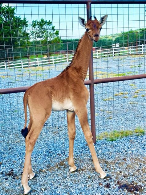 Giraffe With No Spots Born At Tennessee Zoo Nbc10 Philadelphia
