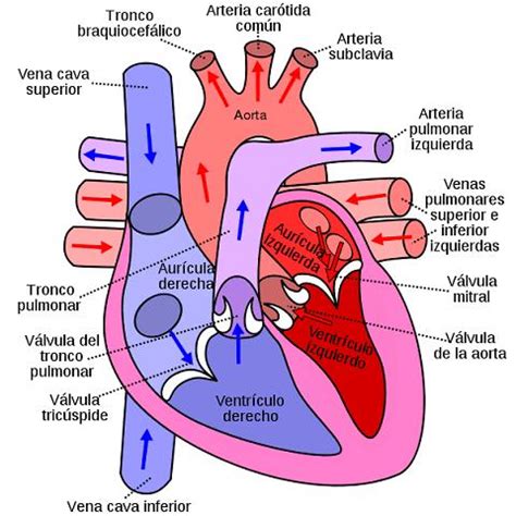 Partes del corazón y sus funciones Resumen con imágenes y esquemas