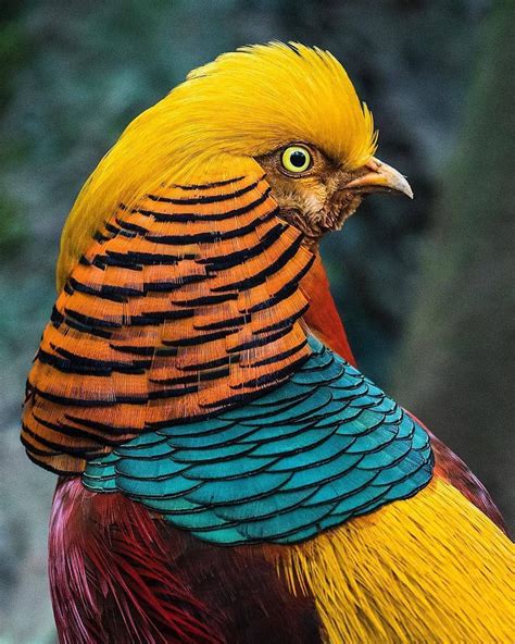 Game Birds On Instagram Here Is A Close Up Of A Red Golden Pheasant