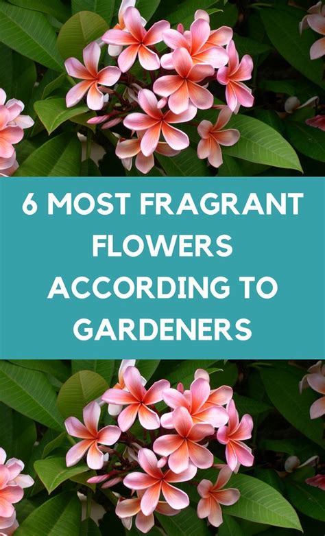 6 Most Fragrant Flowers According To Gardeners Herb Garden Pots