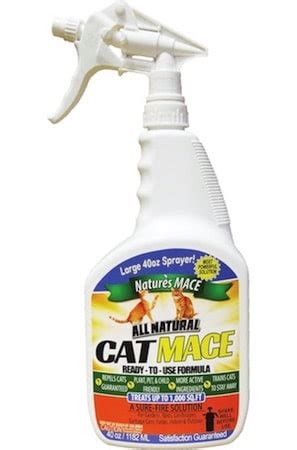 They said it didn't do any damage to their paint job, but did require a trip to the car wash. How to Keep Cats Off Your Car | Cheap and Easy Methods ...