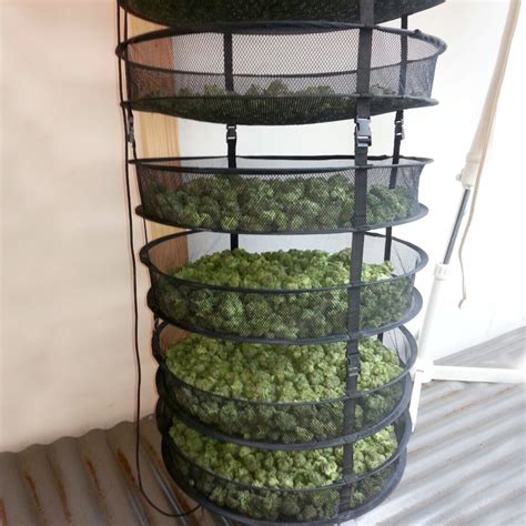 Steps to water curing(01:25) : How to Dry and Cure your Cannabis - WeedSeedShop