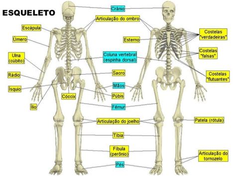 Corpo Humano 1