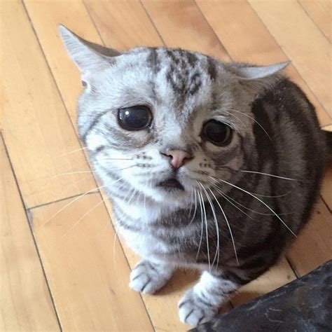 Meet Luhu The Saddest Cat On The Internet
