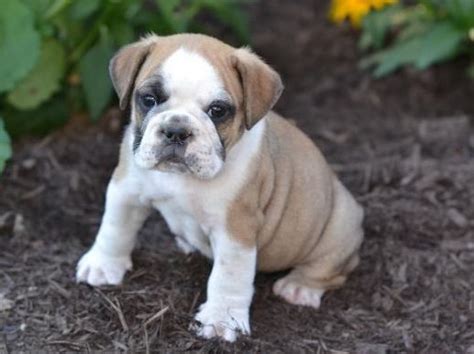 Find the perfect english bulldog stock photos and editorial news pictures from getty images. Bull Pug (Pug English Bulldog Mix) Info, Temperament ...