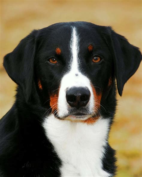 Mountain Dog Breeds The Massive Pup That Could Be Your New Pet