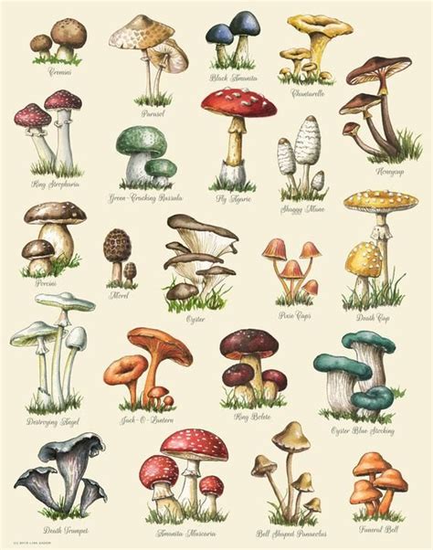 Mushroom Varieties Print Food Print Mushroom Chart Autumn Print