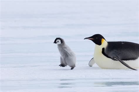 Penguin Chicks Are Dying Off As Antarctic Sea Ice Disappears Adult