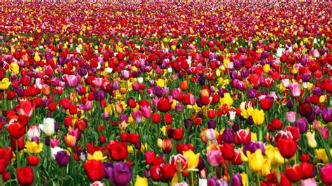 Field Of Tulips Wallpaper Wallpapersafari
