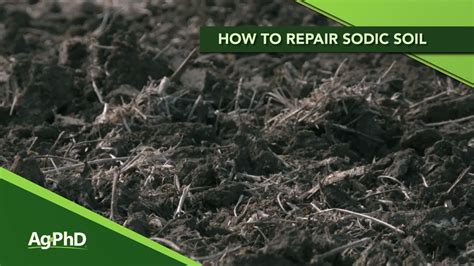Repairing Sodic Soil From Ag Phd 1121 Air Date 9 29 19 Youtube