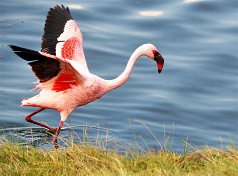 Flamingos embody the saying you are what you eat. Flamingos - pretty pink birds | Tanzania-Experience