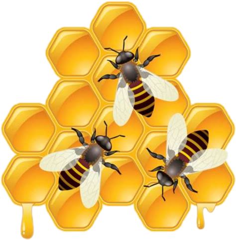 Honeybees Honeybee Beelove Honeycomb Sticker By Suzybevins