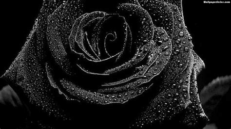 Black Rose Wallpapers High Quality Download Free
