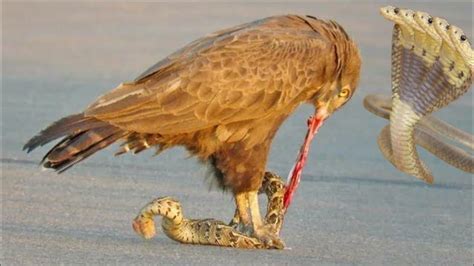 Eagle Attack Snake Eagle Kills Snake Eagle Vs Snake Snake Vs
