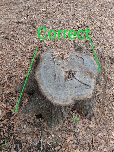 Diy Measurements For Estimates — Down To Earth Stump Grinding
