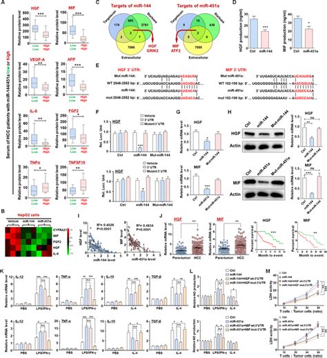 mir 144 mir 451a regulate macrophage polarization by targeting hgf and download scientific