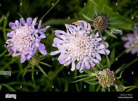 Small Scabious Scabiosa Columbaria Close Up In Flower On Limestone