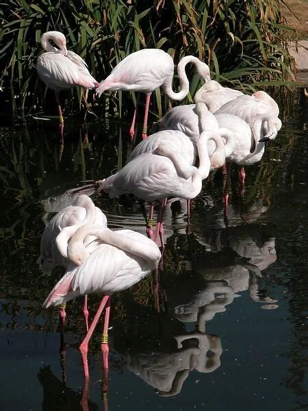 Greater Flamingo South Africa Available As Framed Prints Photos Wall