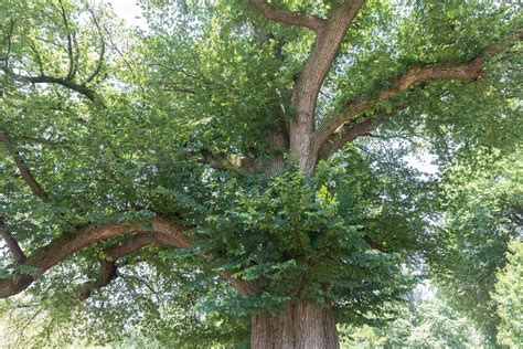 10 Elm Species You Should Know About