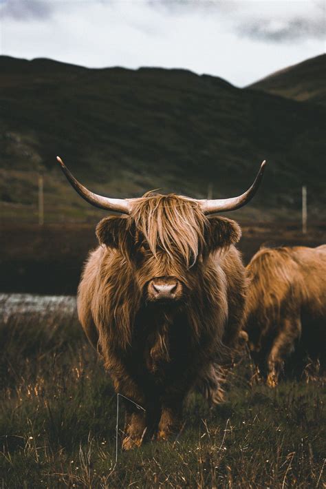 île De Mull Isle Of Mull Highland Cow Road Trip En Écosse