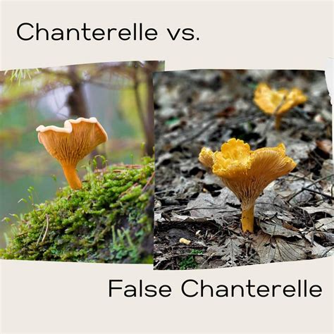False Chanterelle Identification