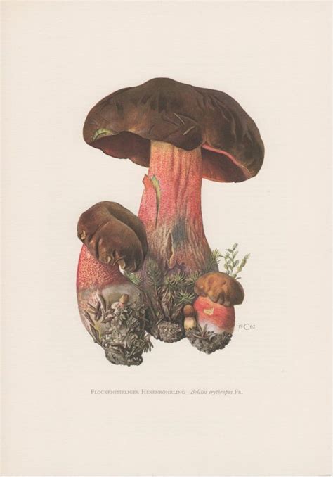 1962 Dotted Stem Bolete Antique Print Vintage Lithograph Boletus