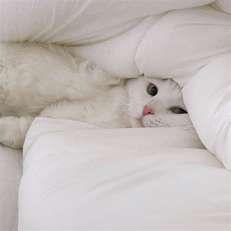 We Feel You 😍 Cat Aesthetic Cats White Cats