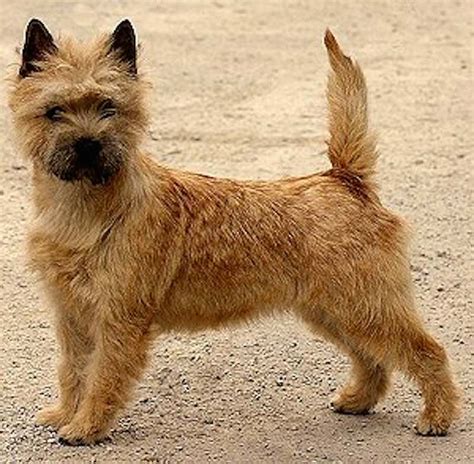 Cairn Terrier Dog Breed Information And Images K9rl