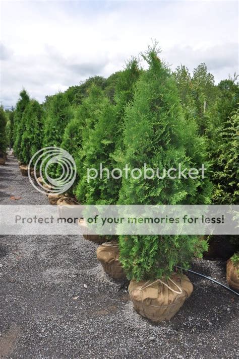 Pyramidalis Arborvitae 6 Ft Photo By Arborvitaefarm Photobucket